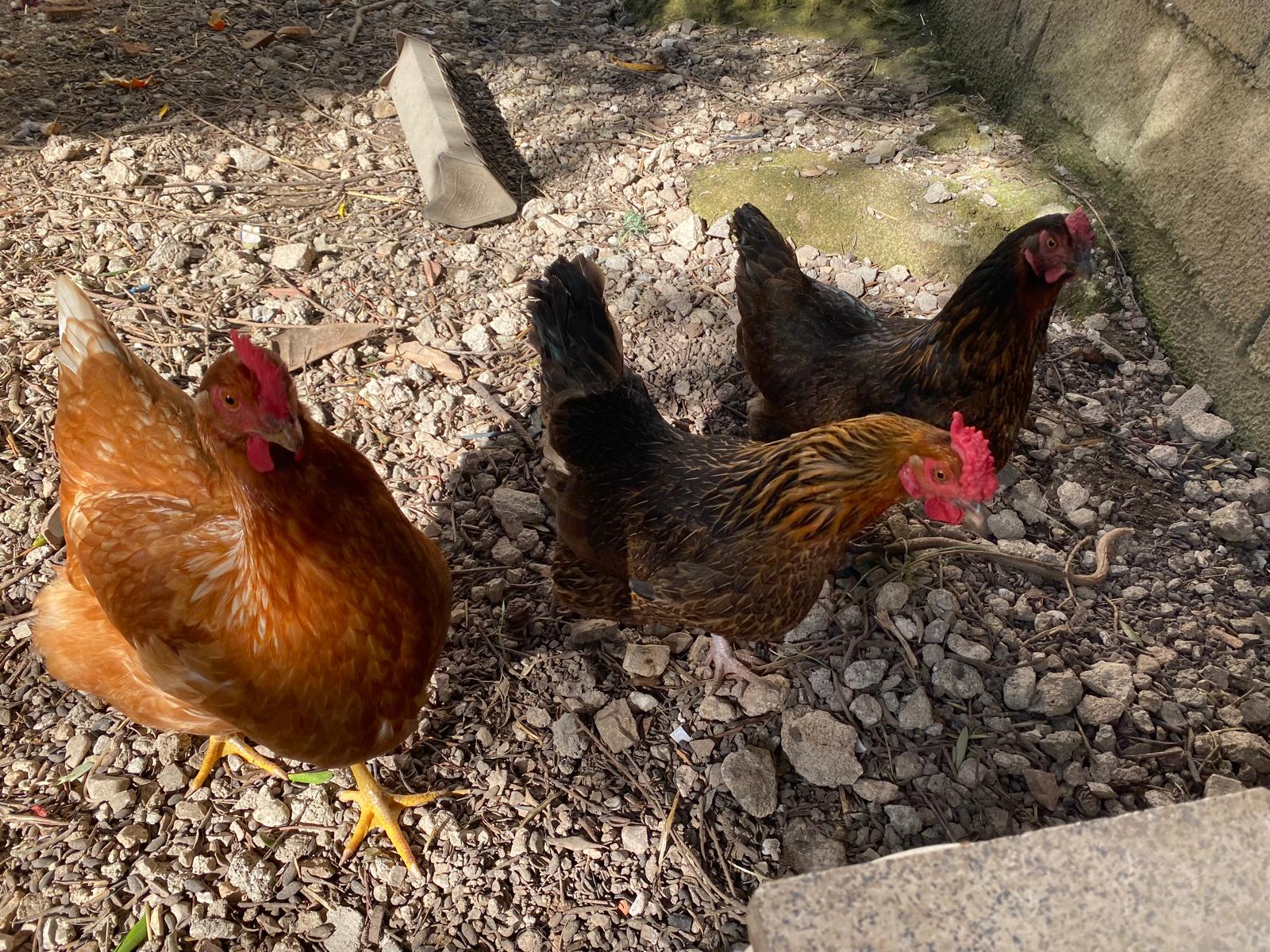 Tenim tres gallines! 